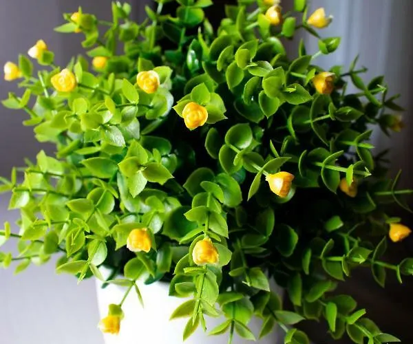 Apartamento в самому центрі вул костюшка Leópolis